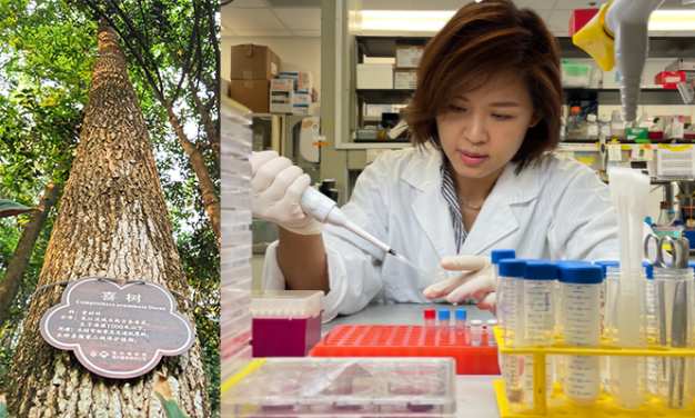 Bobo Mok, PhD, a scientific officer in the Department of Microbiology, HKUMed said, ‘Topotecan (TPT) is derived from Camptothecin, a natural product that can be found in the bark of Chinese Happy tree. It is an inexpensive FDA-approved drug available in most countries for use as anti-cancer agents.’ The research reveals that TPT inhibited the expression of inflammatory genes in the lungs of mice as late as four days after SARS-CoV-2 infection, a finding with potential implications for treatment of humans.
 